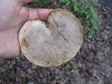 Retiboletus griseus image