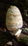 Coprinopsis variegata image