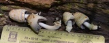 Coprinopsis variegata image