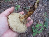Retiboletus griseus image