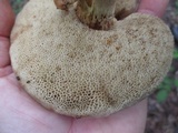 Retiboletus griseus image