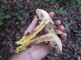 Retiboletus griseus image