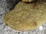 Retiboletus griseus image