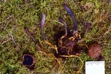 Tolypocladium ophioglossoides image