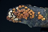 Peniophora rufa image