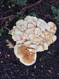 Bondarzewia berkeleyi image