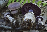 Cortinarius torvus image