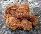 Phellinus gilvus image