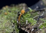 Ophiocordyceps variabilis image