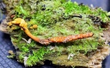 Ophiocordyceps variabilis image