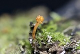 Ophiocordyceps variabilis image
