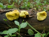Entonaema liquescens image