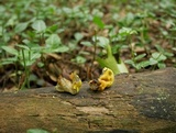 Entonaema liquescens image