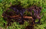 Thelephora scissilis image