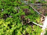 Thelephora scissilis image