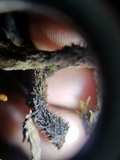 Thelephora scissilis image