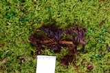 Thelephora scissilis image