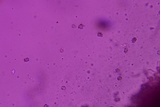Thelephora scissilis image