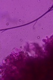 Thelephora scissilis image
