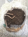 Psilocybe tampanensis image