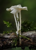 Resinomycena rhododendri image