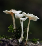 Resinomycena rhododendri image