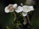 Resinomycena rhododendri image
