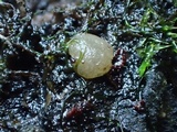 Pachyella babingtonii image