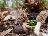 Morchella americana image