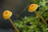 Rickenella fibula image
