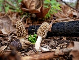 Morchella americana image