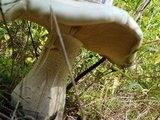 Macrocybe titans image