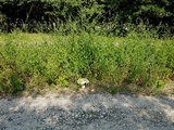 Macrocybe titans image