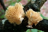 Neofavolus suavissimus image