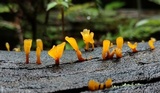Dacryopinax spathularia image