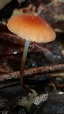 Marasmius sullivantii image
