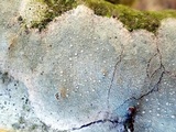Lecanora albella image