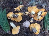 Cantharellus roseocanus image