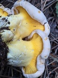 Cantharellus roseocanus image
