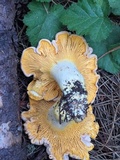 Cantharellus roseocanus image