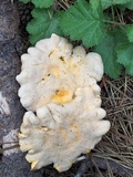 Cantharellus roseocanus image