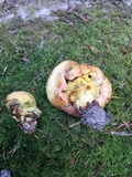 Gastroboletus citrinobrunneus image