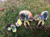 Gastroboletus citrinobrunneus image