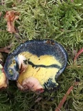 Gastroboletus citrinobrunneus image