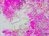 Subulicystidium brachysporum image
