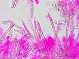 Subulicystidium brachysporum image