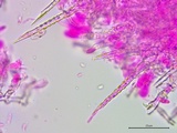 Subulicystidium brachysporum image