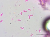 Subulicystidium brachysporum image
