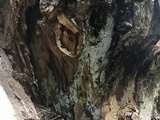 Subulicystidium brachysporum image