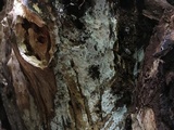 Subulicystidium brachysporum image